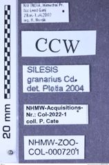 Etiketten zu Silesis granarius (Candèze, 1893) (NHMW-ZOO-COL-0007201)